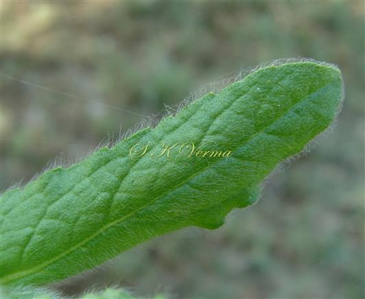  Leaf